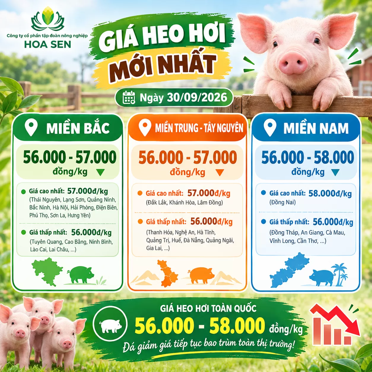 Giá Heo Hơi Mới Nhất Ngày 30/09/2026