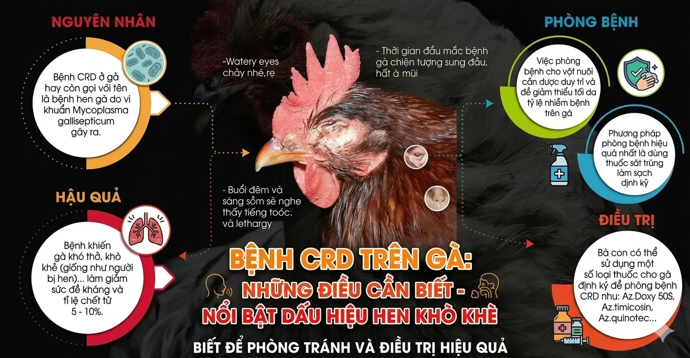 Bệnh CRD, hen khẹc, tiêu chảy trên gà, dấu hiệu nhận biết bệnh. Cách phòng và phác đồ.