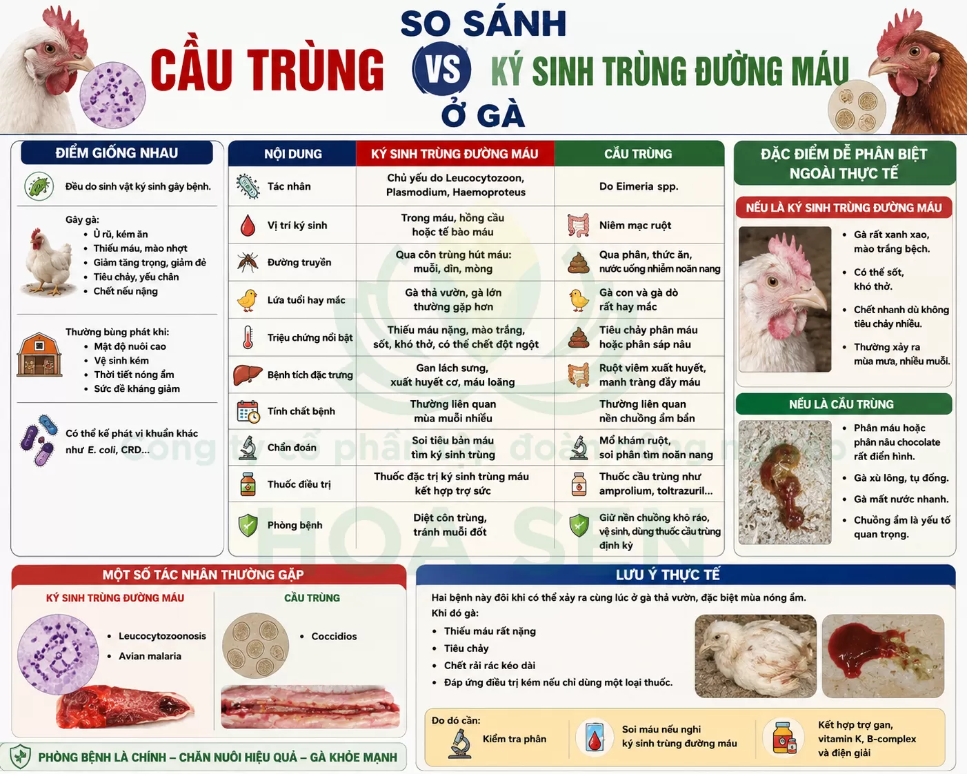 Phân biệt bệnh Cầu Trùng và Ký Sinh Trùng Đường Máu ở gà